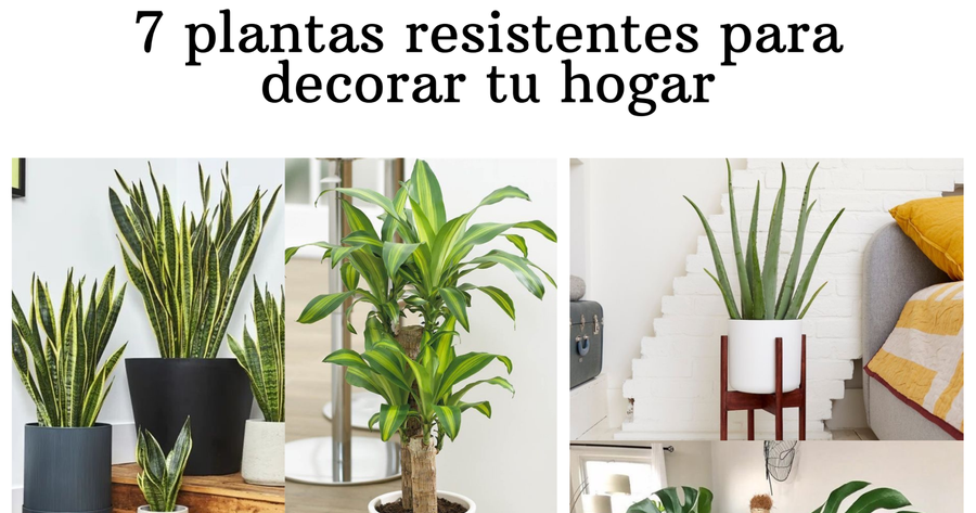 7 plantas resistentes para decorar tu hogar | Plantas