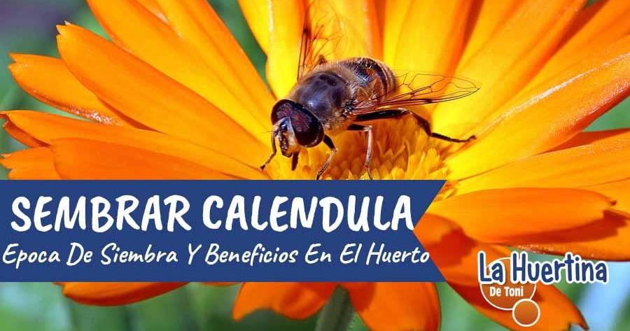 cuidados de la calendula 