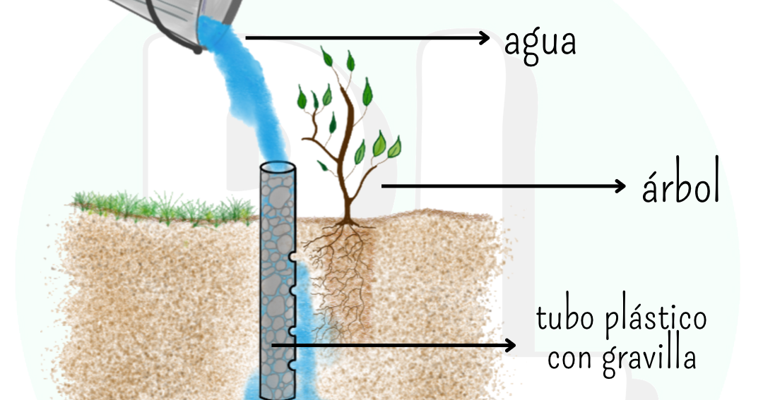 Auto-riego en árboles | Plantas