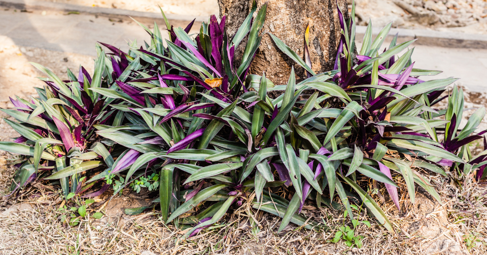 planta medicinal hoja morada 