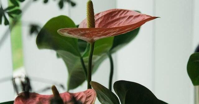 Planta Anthurium: Cuidados | Plantas