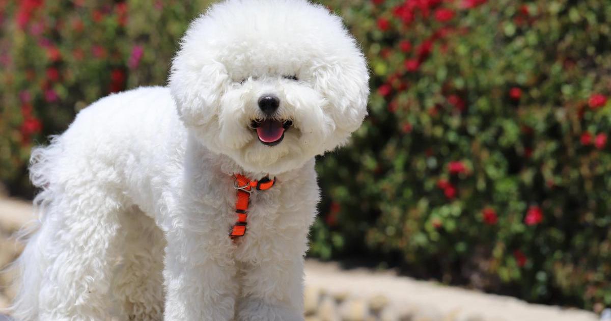 Perro Que Parece Oso Blanco Que Parece Peluche Raza De Perros Tipo
