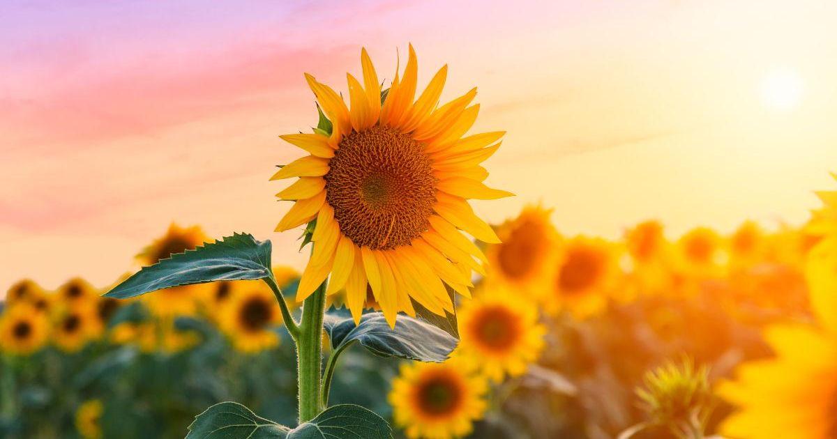 5 Datos curiosos acerca de los girasoles | Plantas