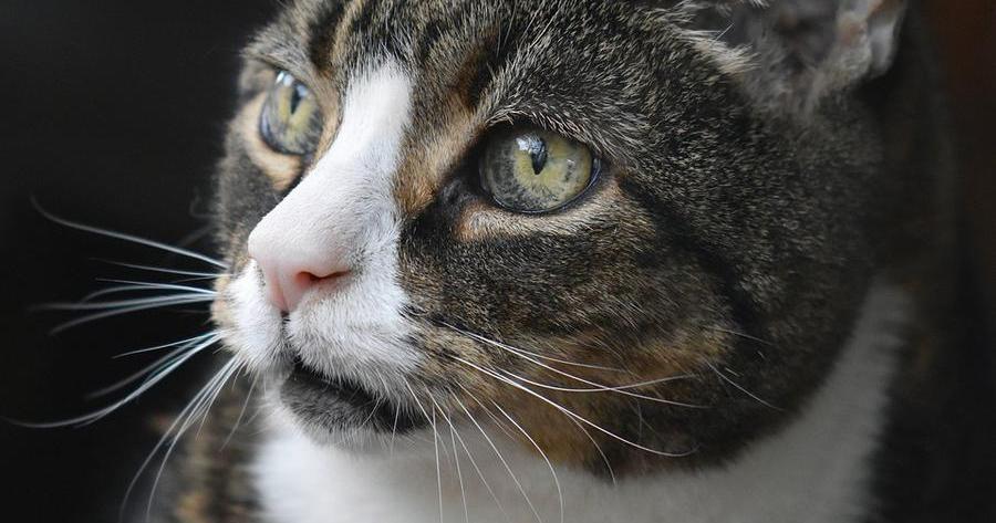 Gatos ancianos: cuidados para gatos viejos | Mascotas