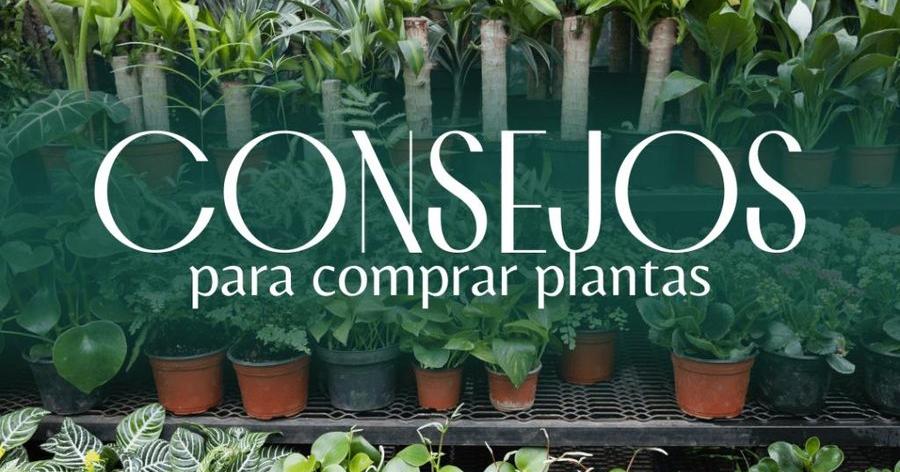 Consejos Sobre Plantas | Facilisimo.com