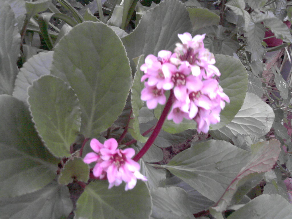 Hortensia de invierno | Plantas