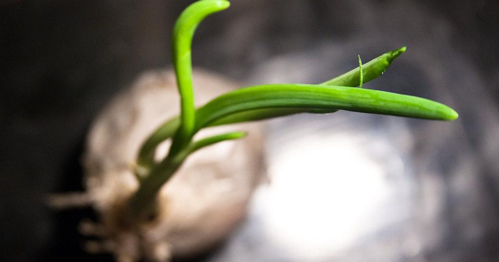 Sembrar semillas de cebolla: consejos prácticos | Plantas