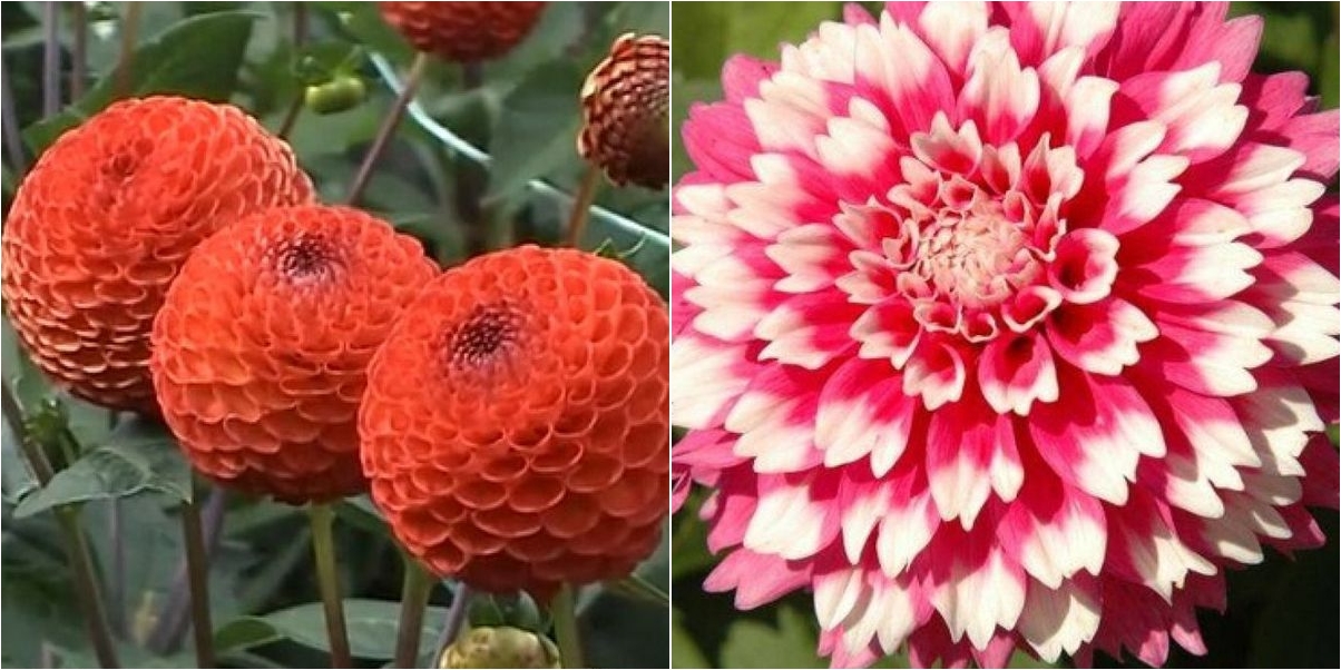 Ideas para jardinería de interiores: plantas de interior | Plantas