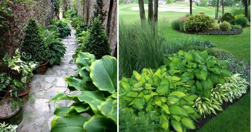 Jardines verdes: galería fotográfica | Plantas