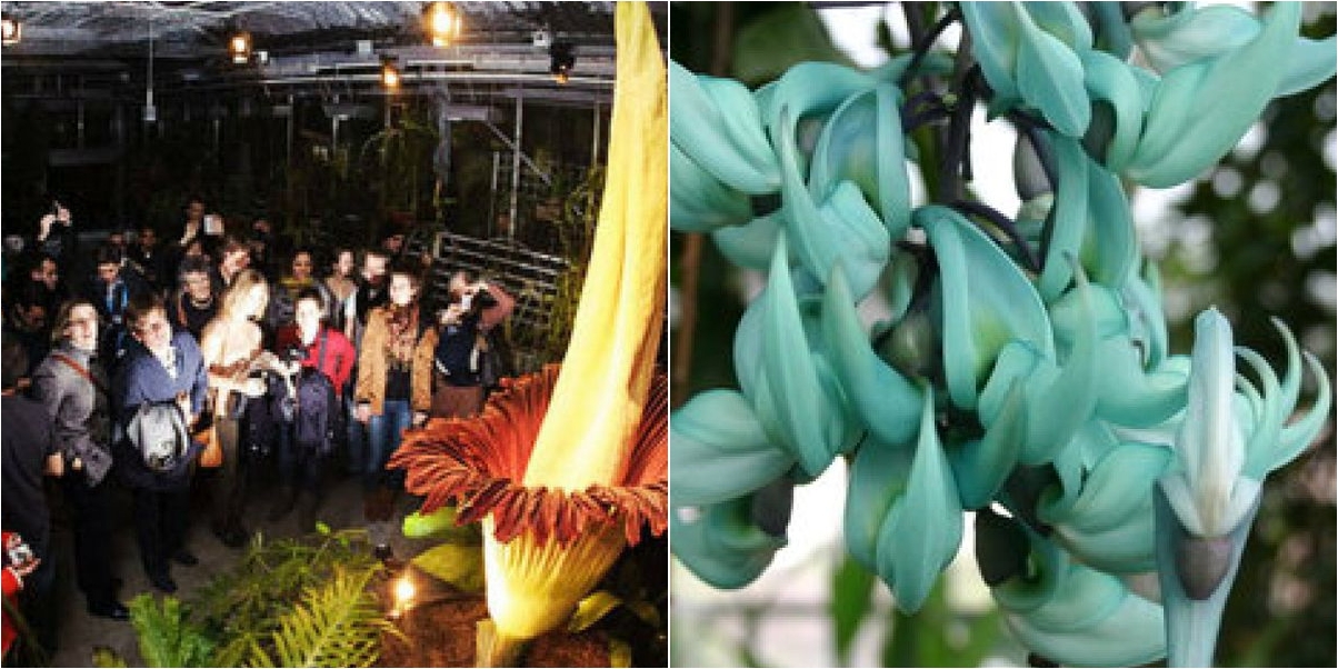 Las flores más extrañas | Plantas