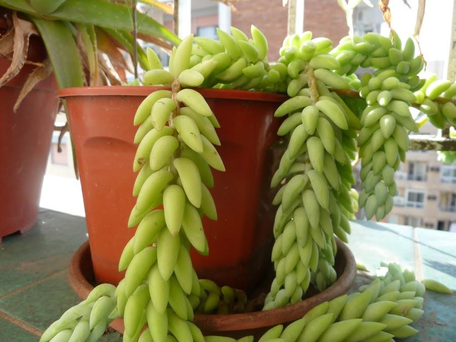 Sedum morganianum, una curiosa suculenta | Plantas