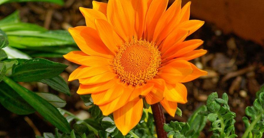 Flores que crecen rápido en nuestro jardín: recomendaciones | Plantas