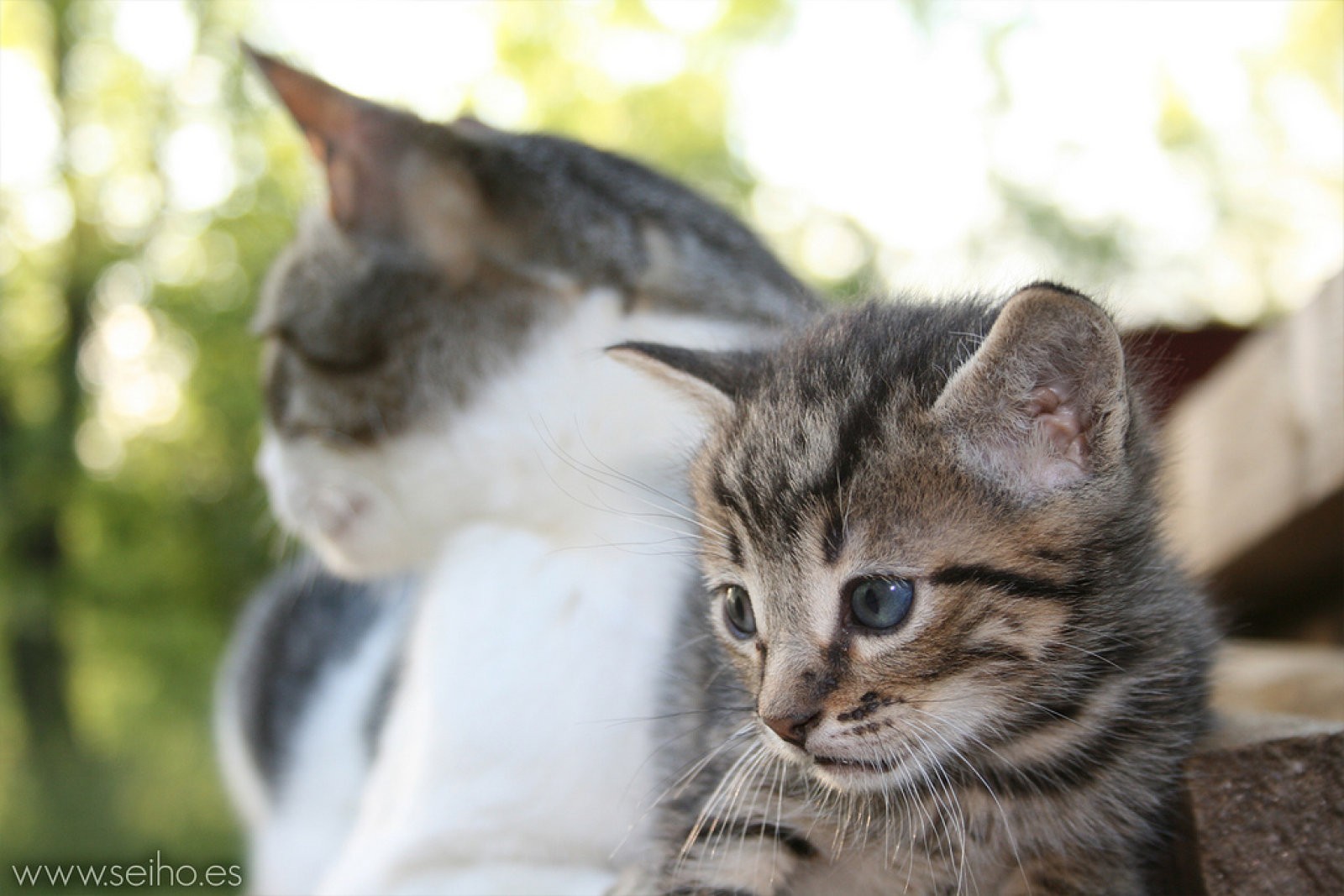gatito y gata