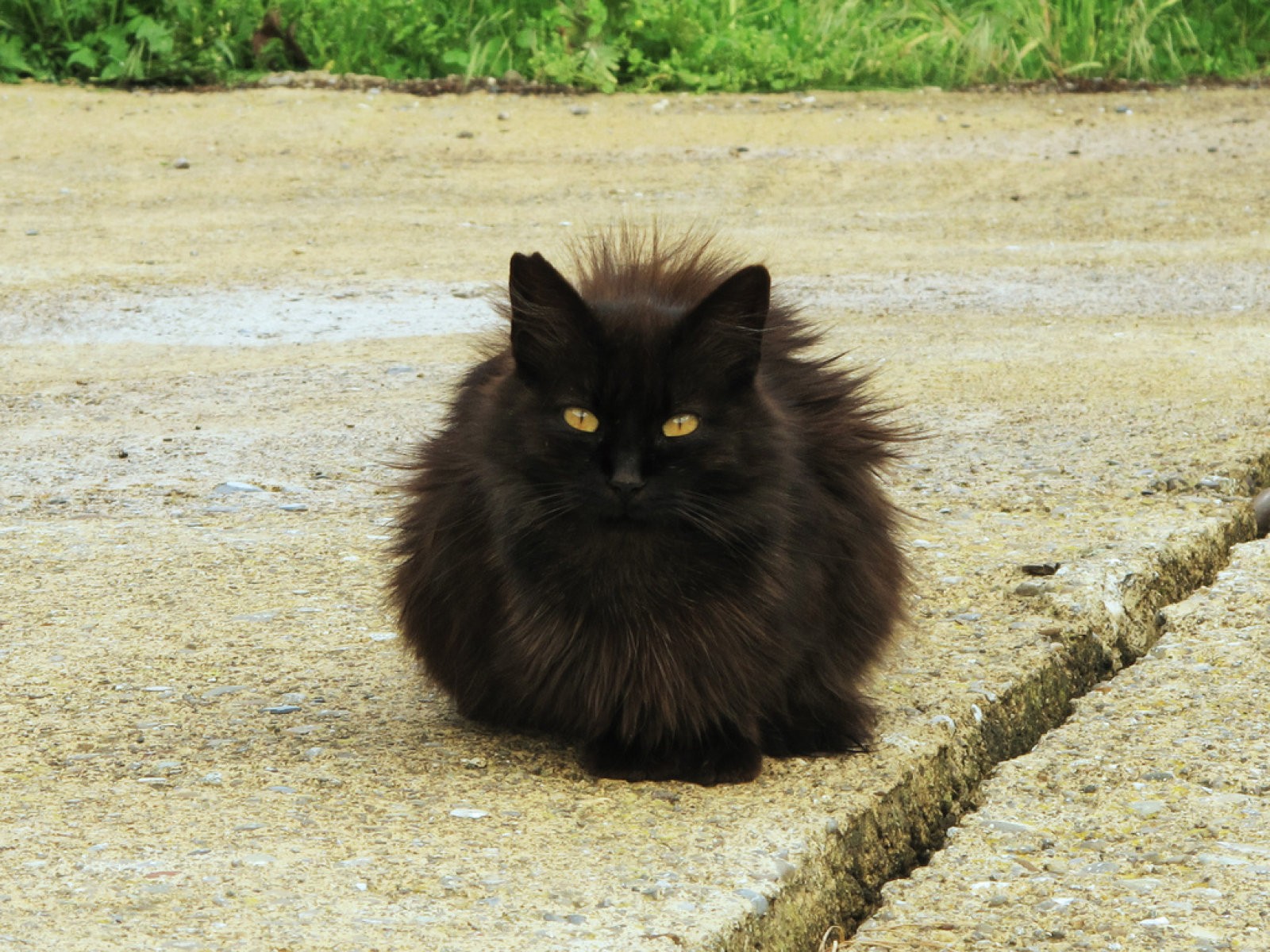 gato negro