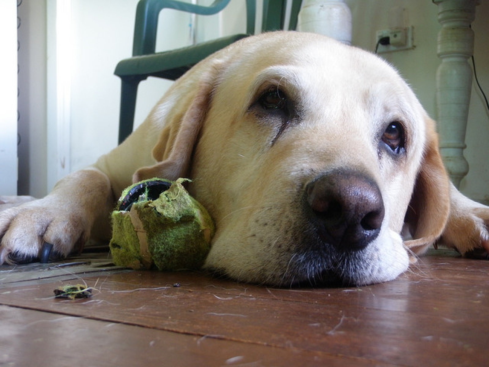 Labrador