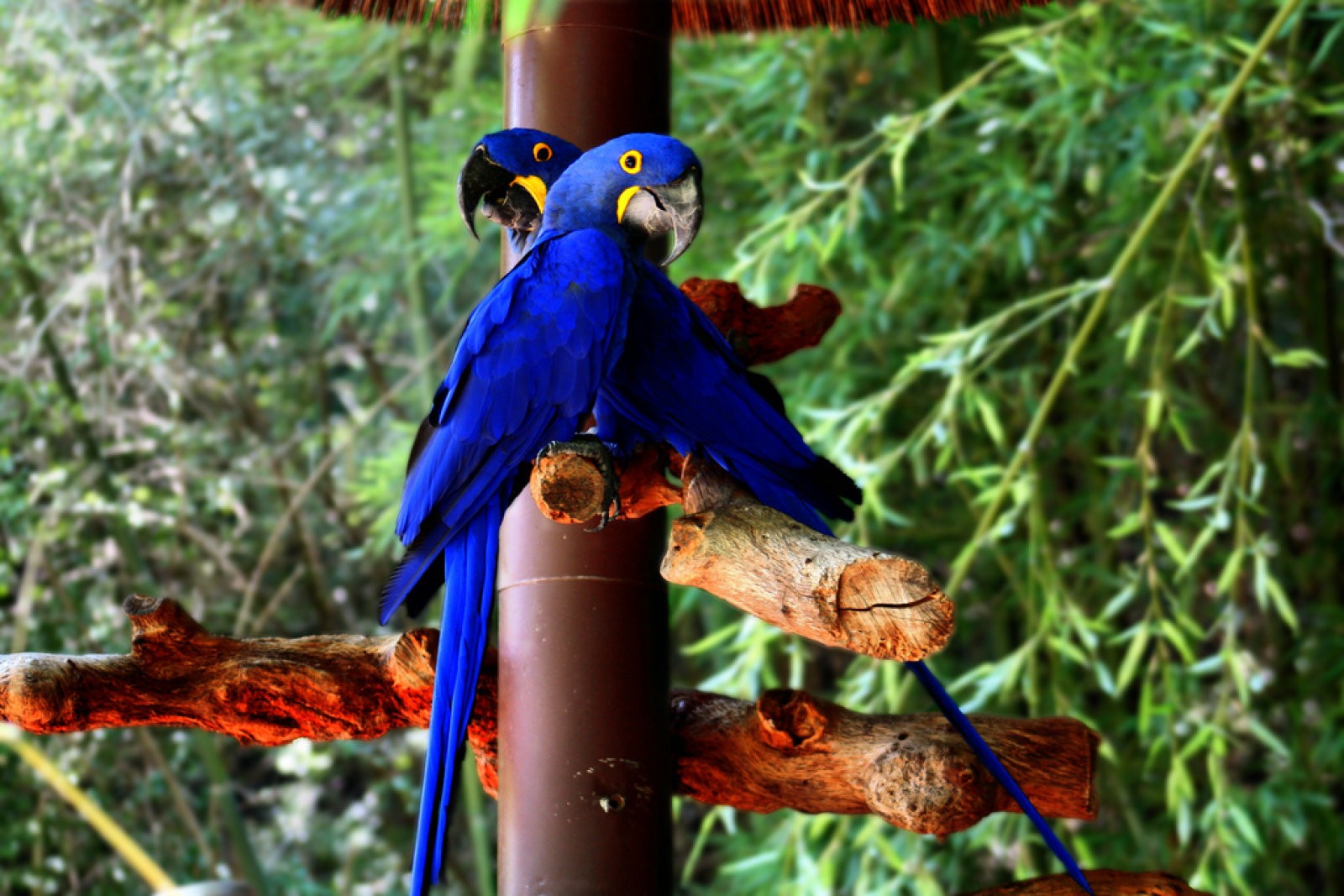 loros azules