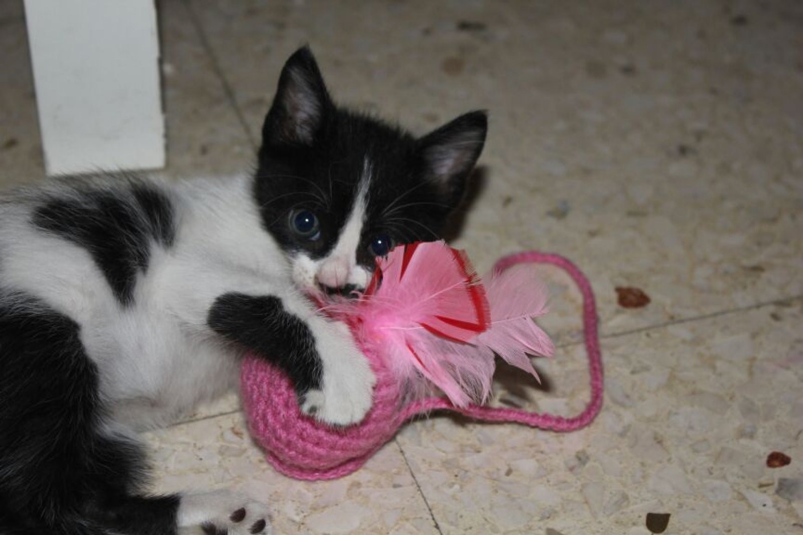 gatito jugando