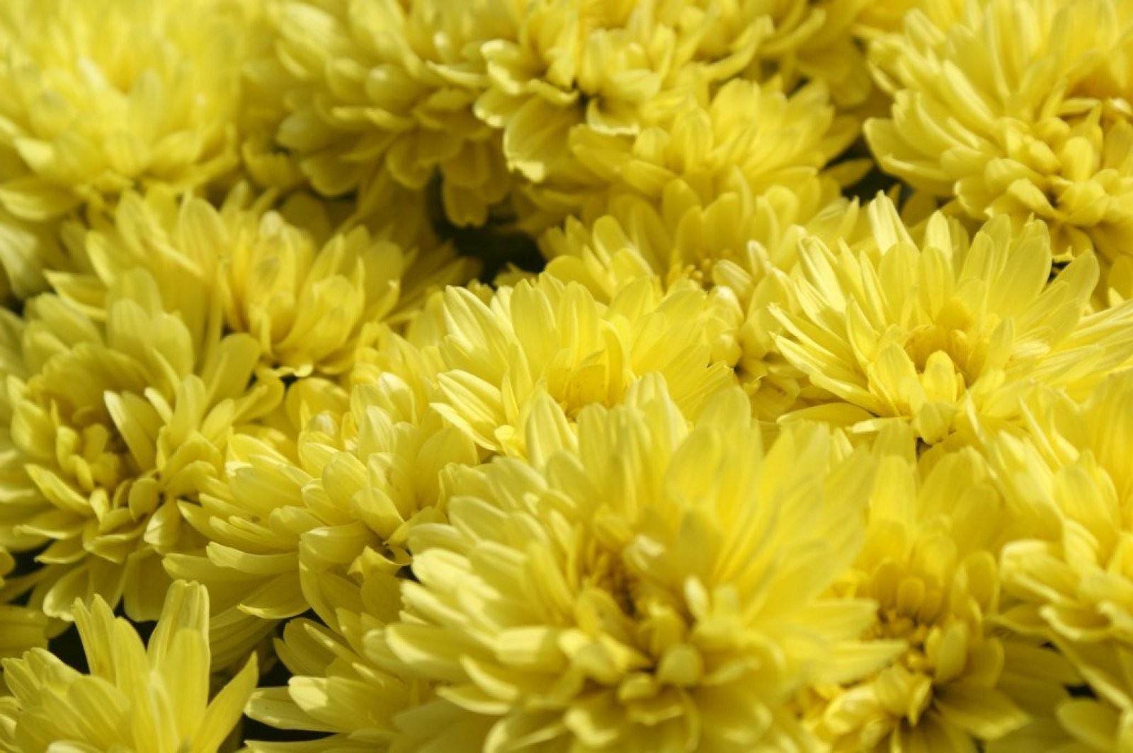 Chrysanthemum indicum