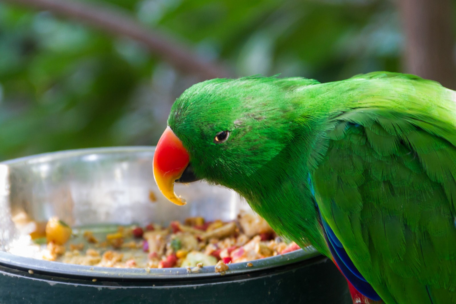 loro verde comiendo