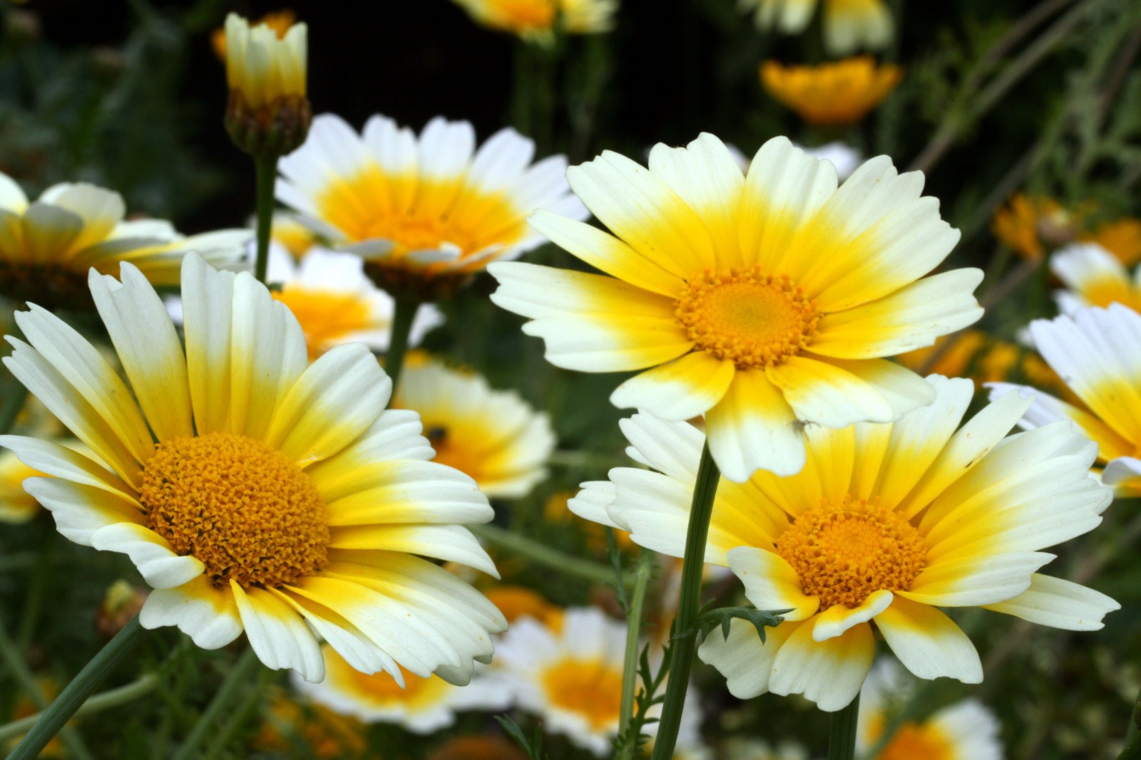Chrysanthemum coronarium