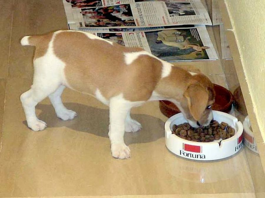 cachorro comiendo