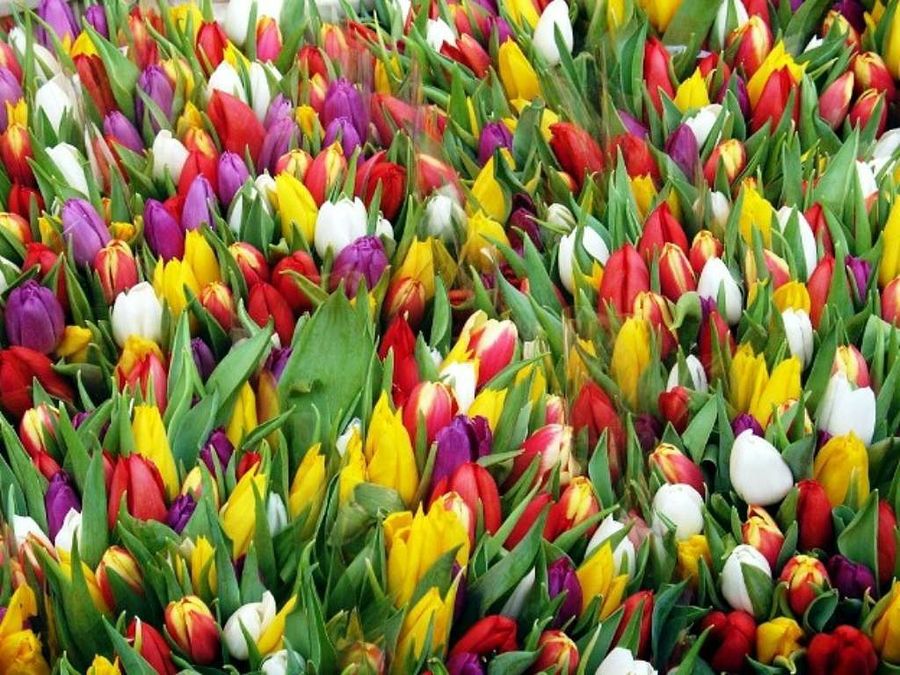 Tulipanes en Amsterdan