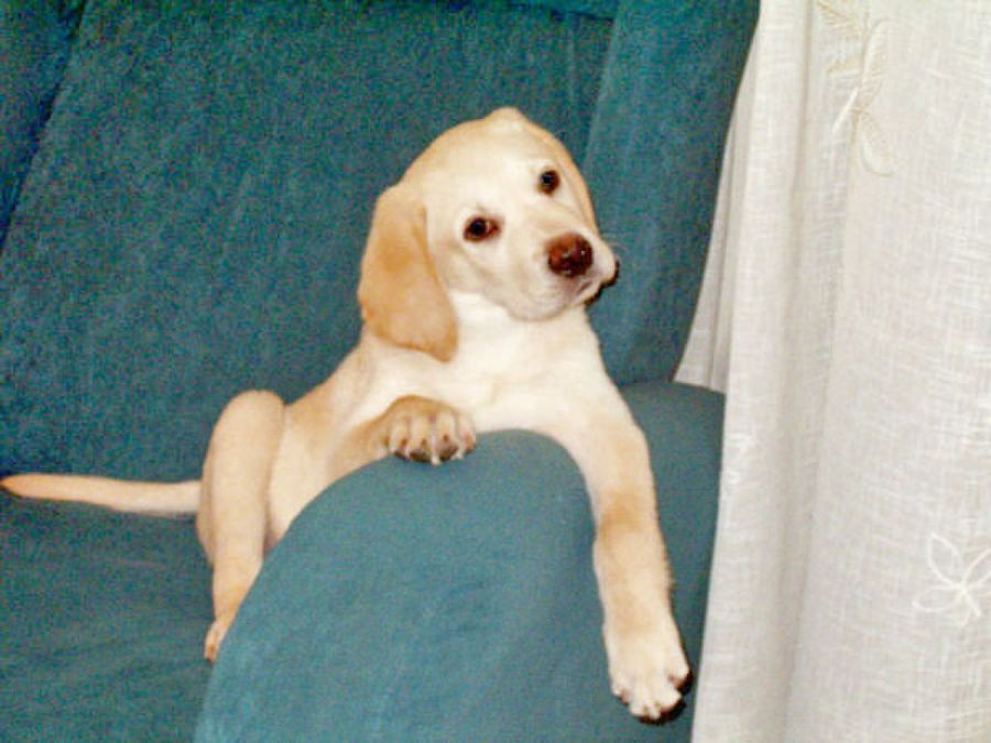 perro en el sillón
