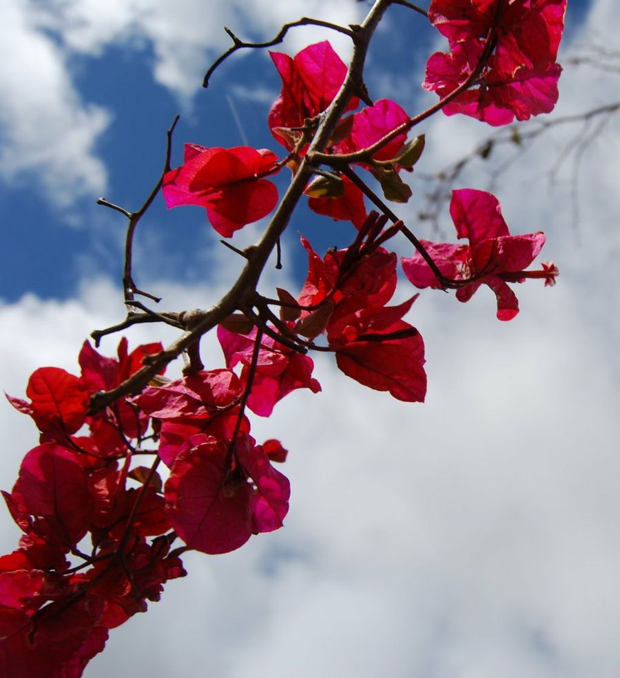 flores en el cielo