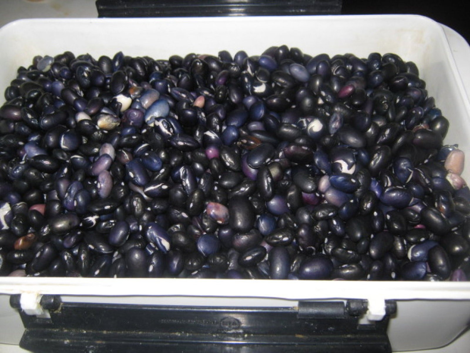 Frijoles, frejoles, caraotas o porotos negros