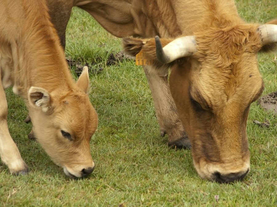Vacas - alvarogalve