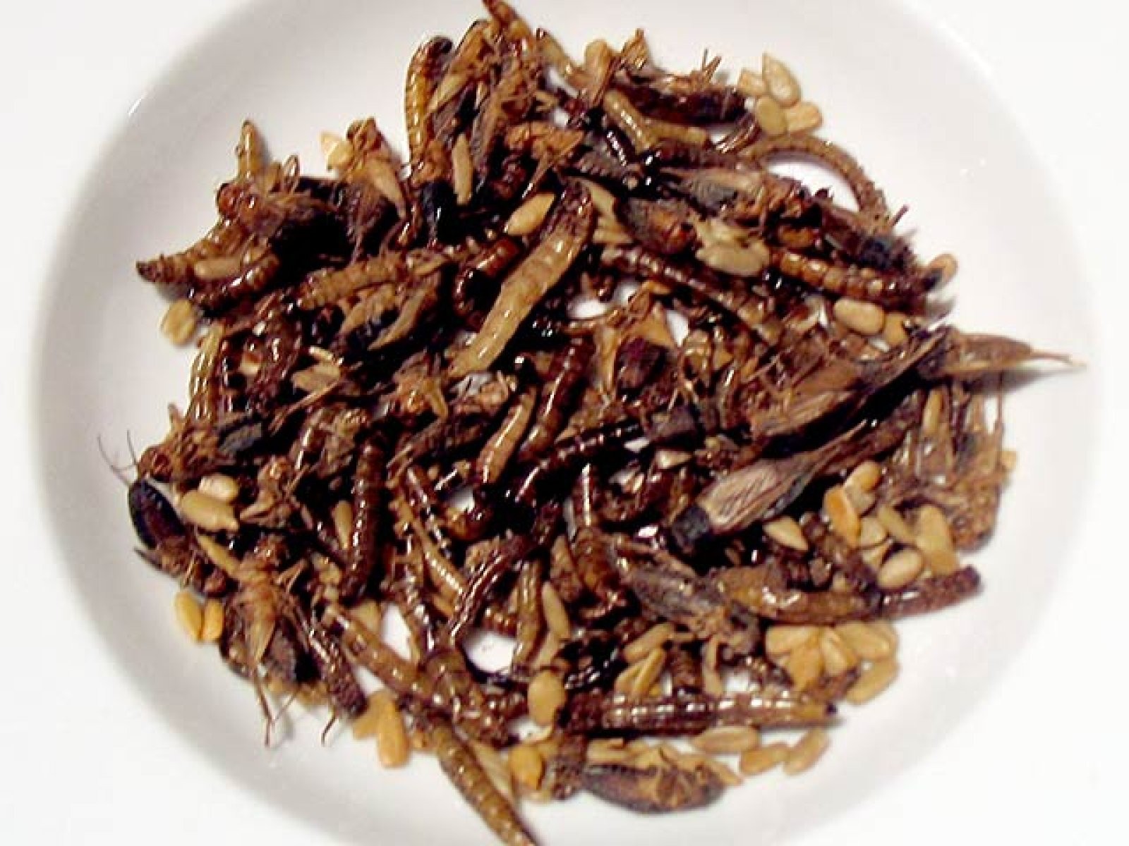 Gusanos