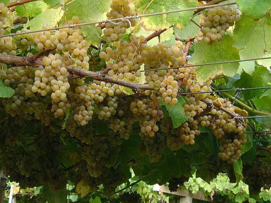 viña uva blanca