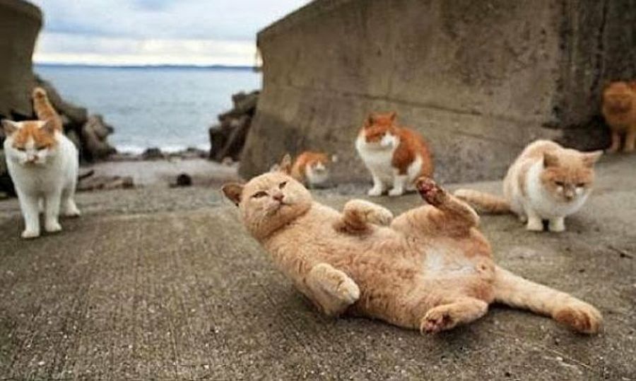 Кот в раю. Кот оранжевый толстый отдыхает. оранжевые коты фото.