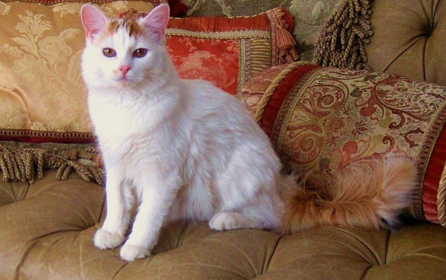 Cuantas Razas De Gatos Hay Mascotas