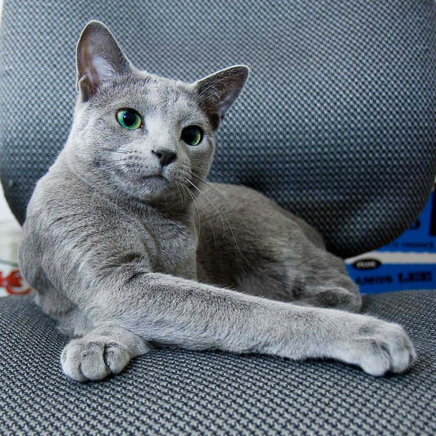 envío Petición Estallar Cuántas razas de gatos hay? | Mascotas