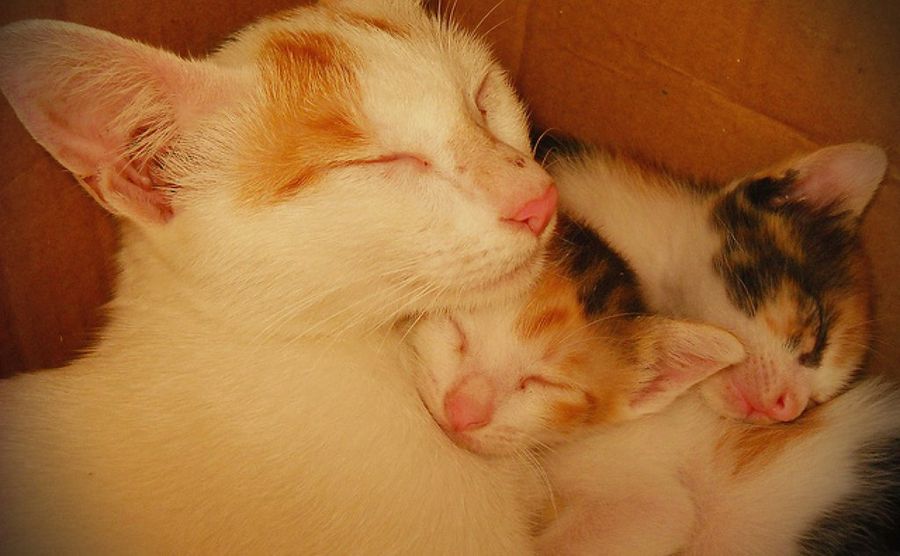 Cuánto Dura El Embarazo De Las Gatas Mascotas