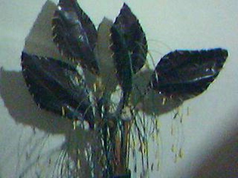 Imagen 2