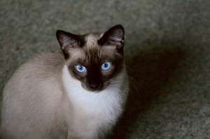 Muchos Gatos Siameses Facilisimo Com