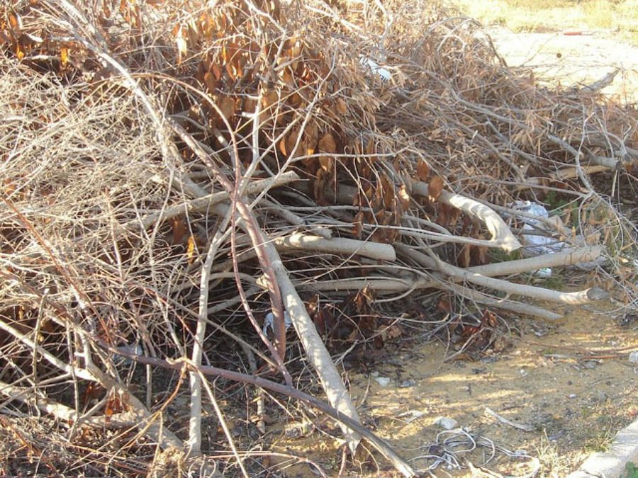 ramas&hojas secas