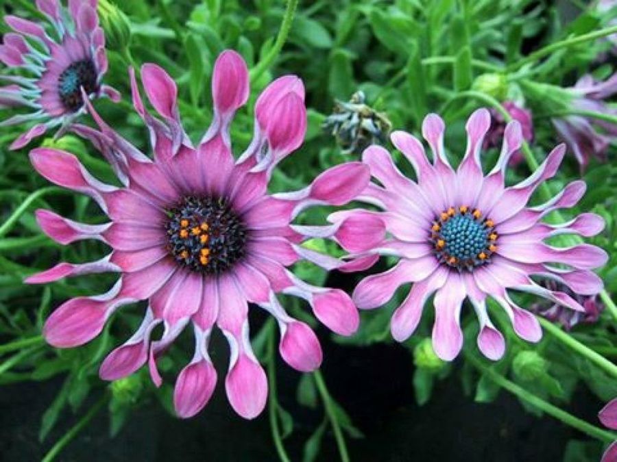 Espectaculares imágenes de flores | Plantas