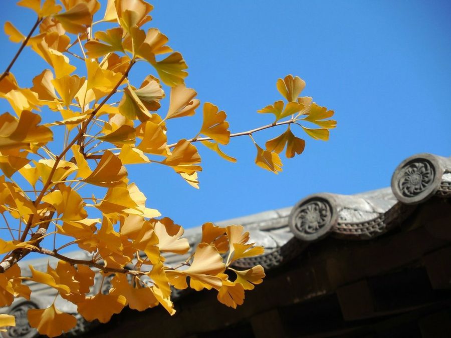 ginkgo