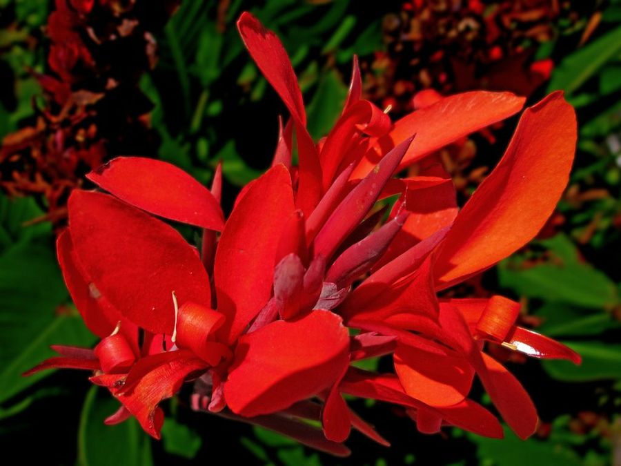 Canna indica