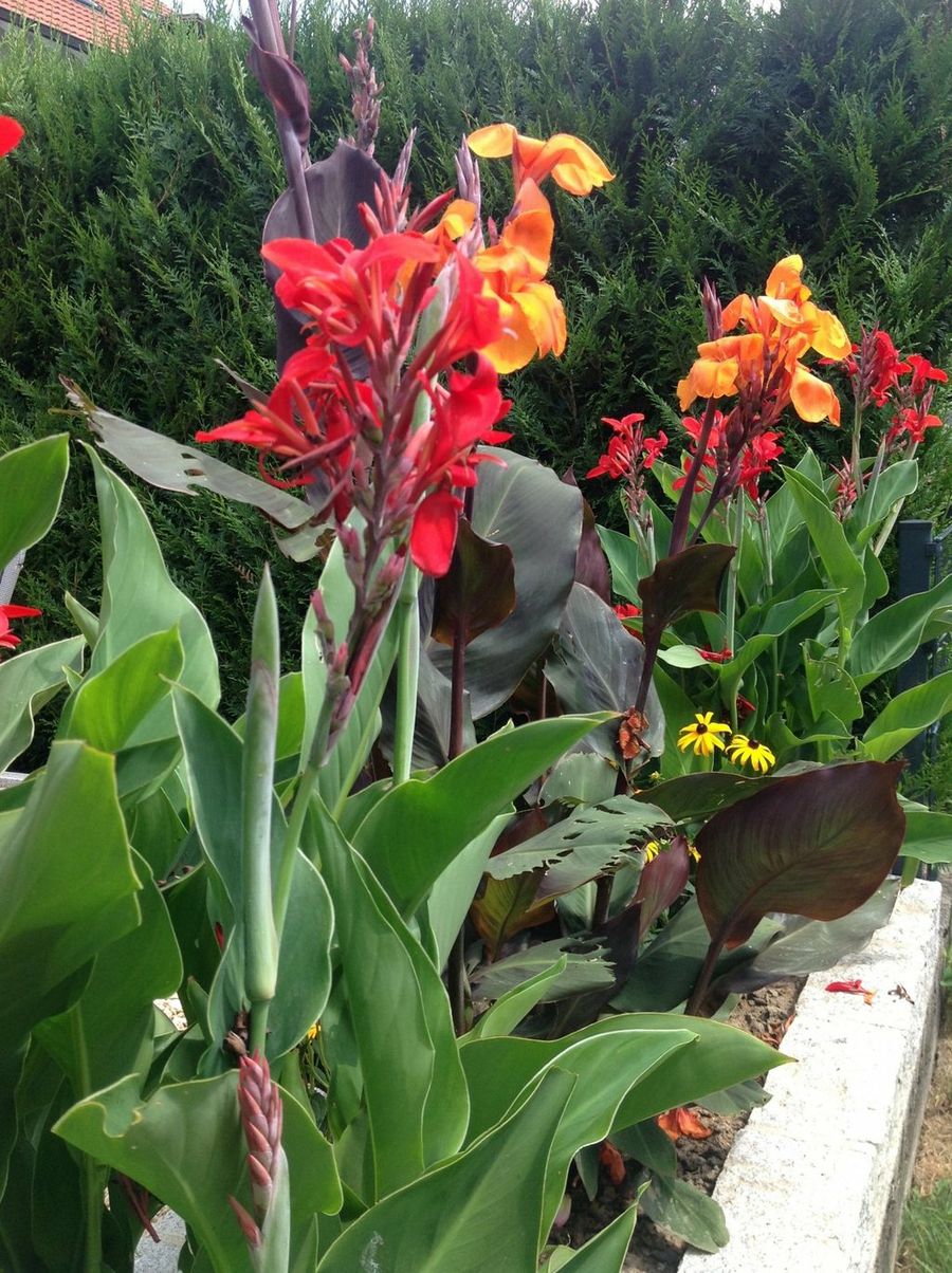 Canna indica