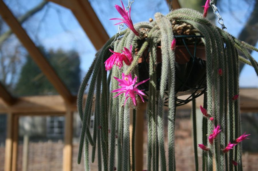 Aporocactus Flagelliformis