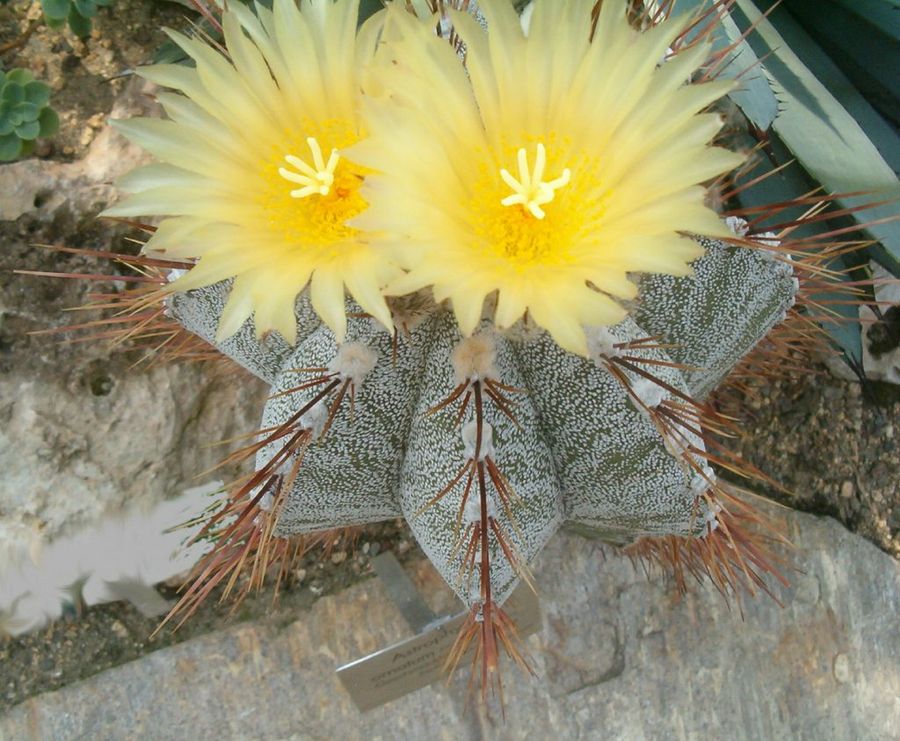 Astrophytum Ornatum
