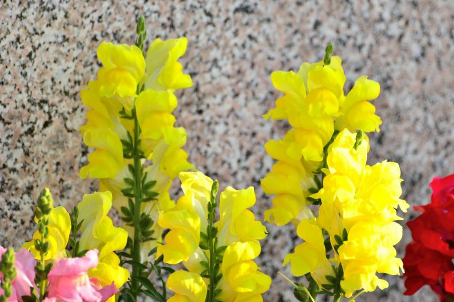 Antirrhinum majus