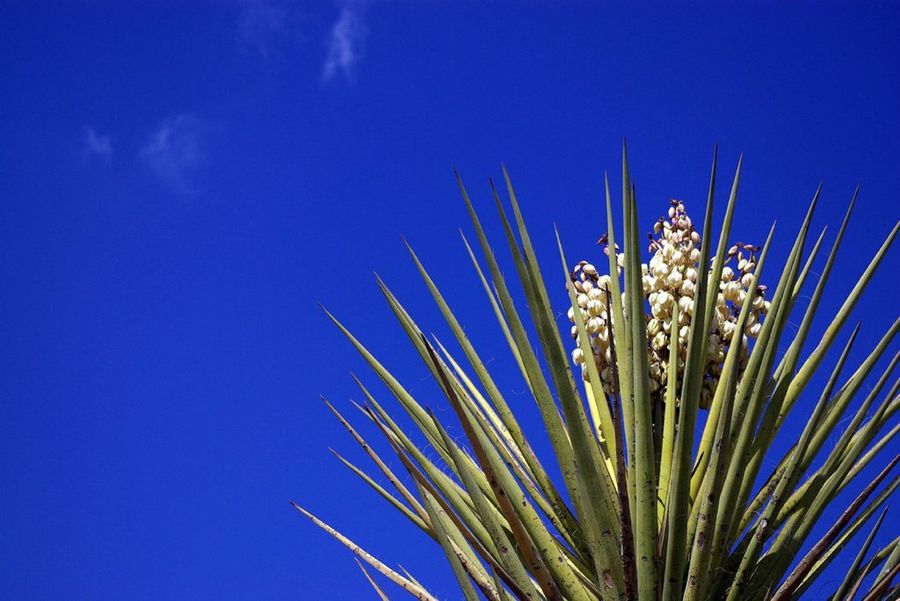  yucca aloifolia