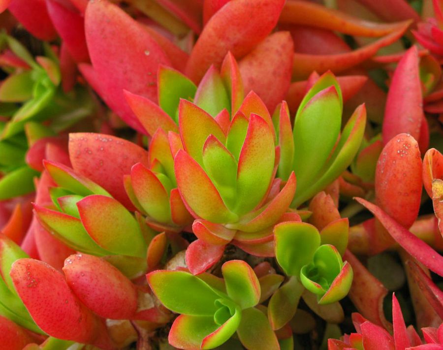 Crassula