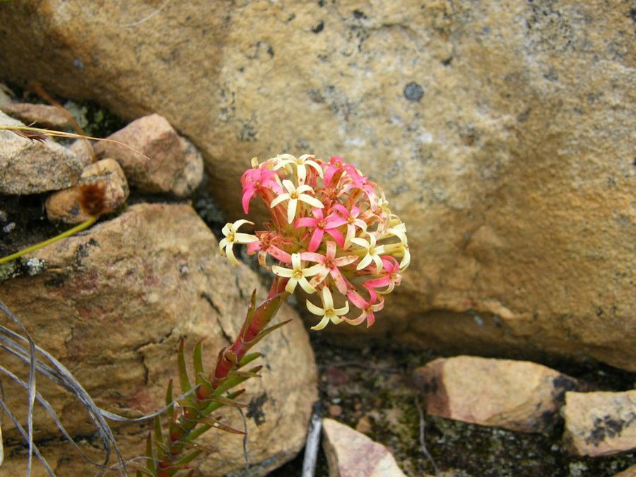 Crassula_fascicularis