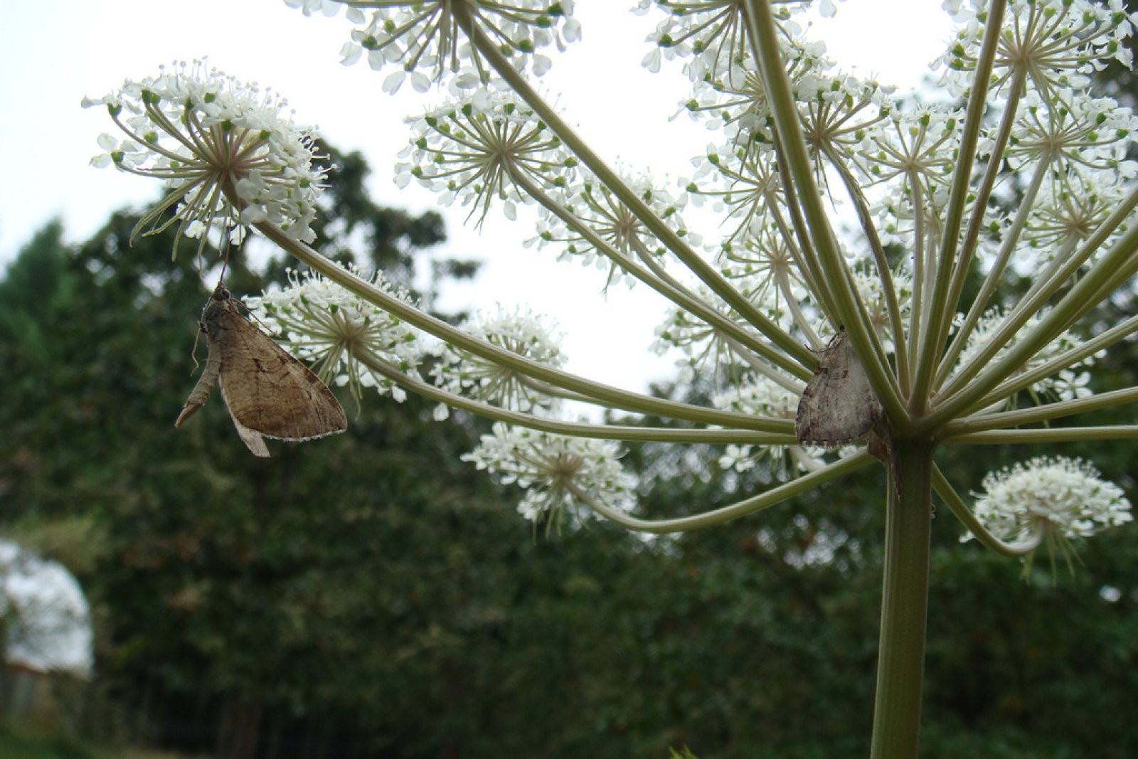 Angelica sinensis